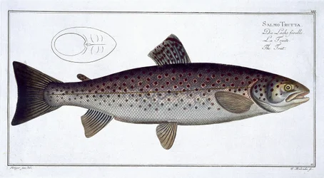 Sea Trout (Salmo Trutta) plate XXI from 